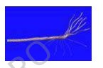 Antenna wire