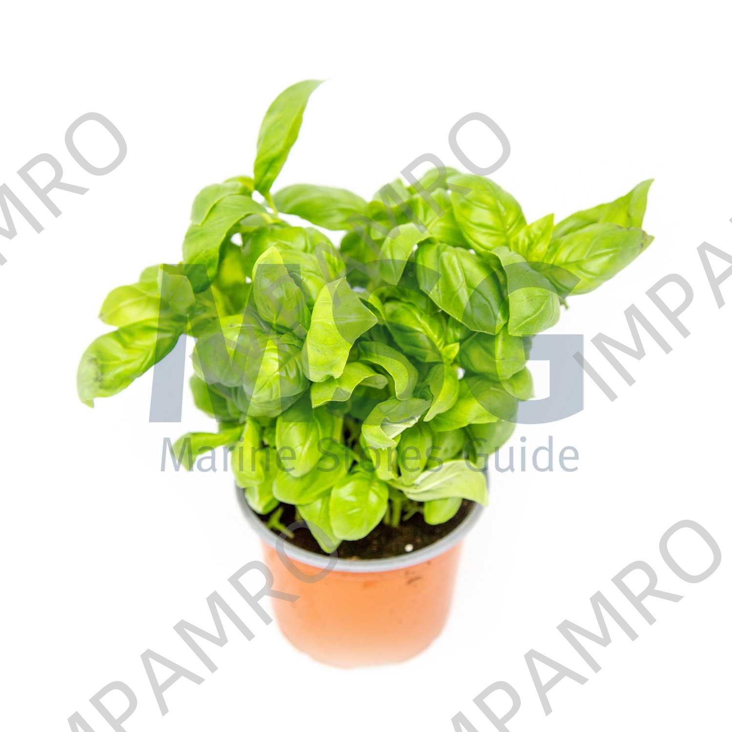 006405 BASIL WHOLE
