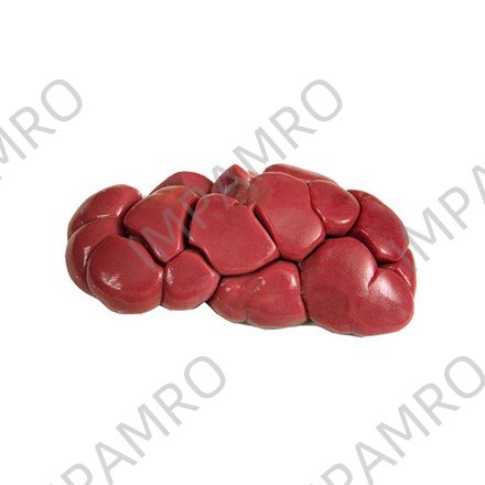 BEEF KIDNEY
