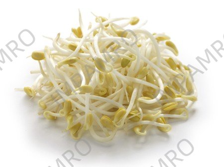 000105 BEAN SPROUT FRESH