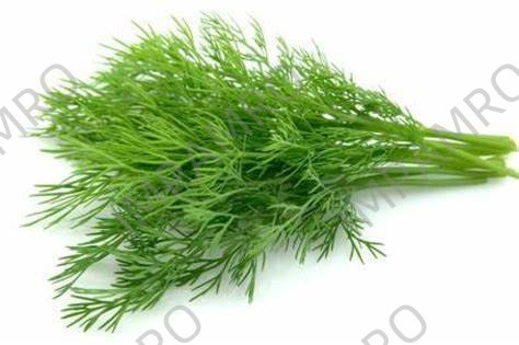 000126 DILL FRESH
