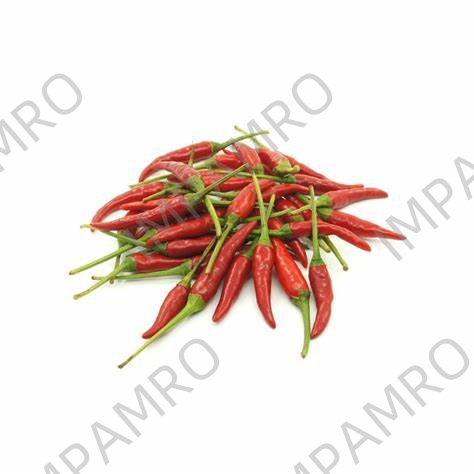 000127 CHILI PADI FRESH