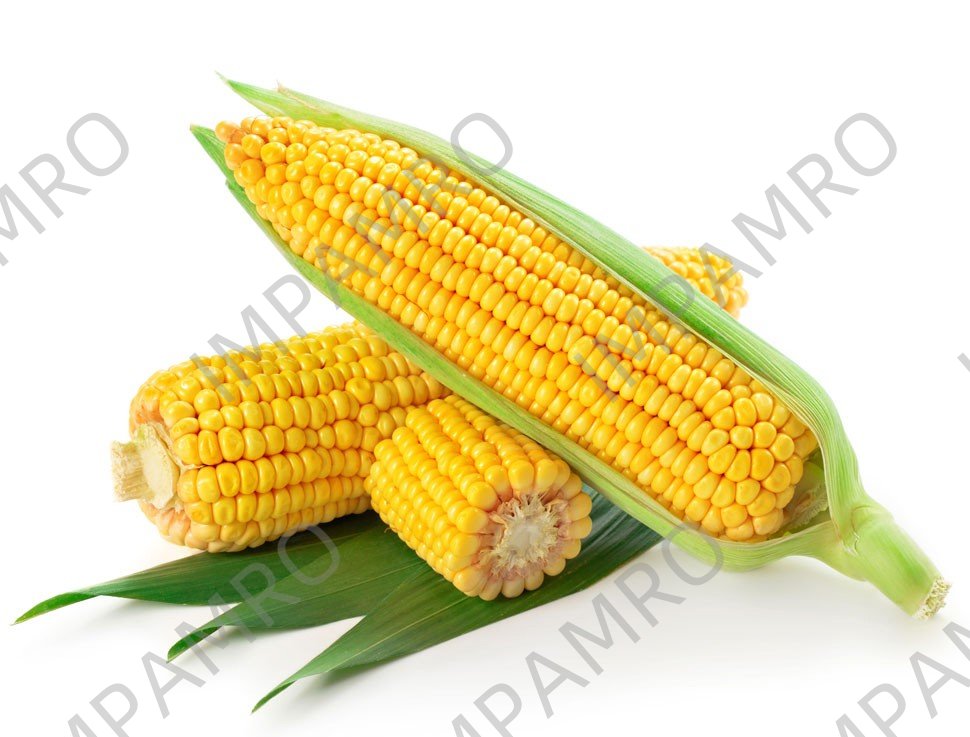 000123 CORN ON COB FRESH