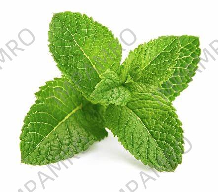 000148 MINT LEAF FRESH