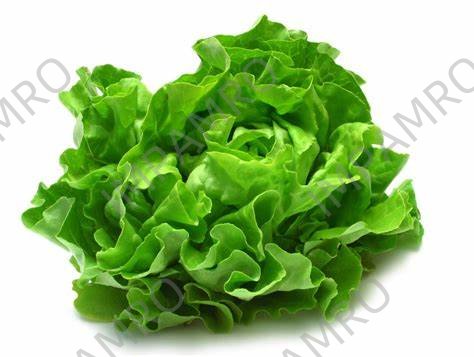 000143 LETTUCE SALAD FRESH
