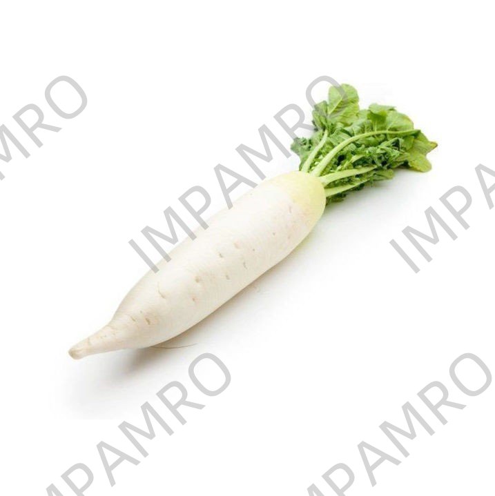 000176 RIDGE GOURD INDIAN (TURAI)