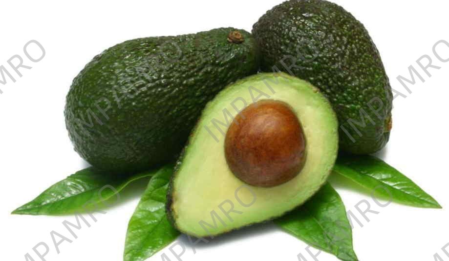 000517 AVOCADO FRESH
