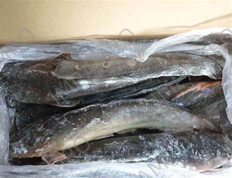 000705 CAT FISH FROZEN