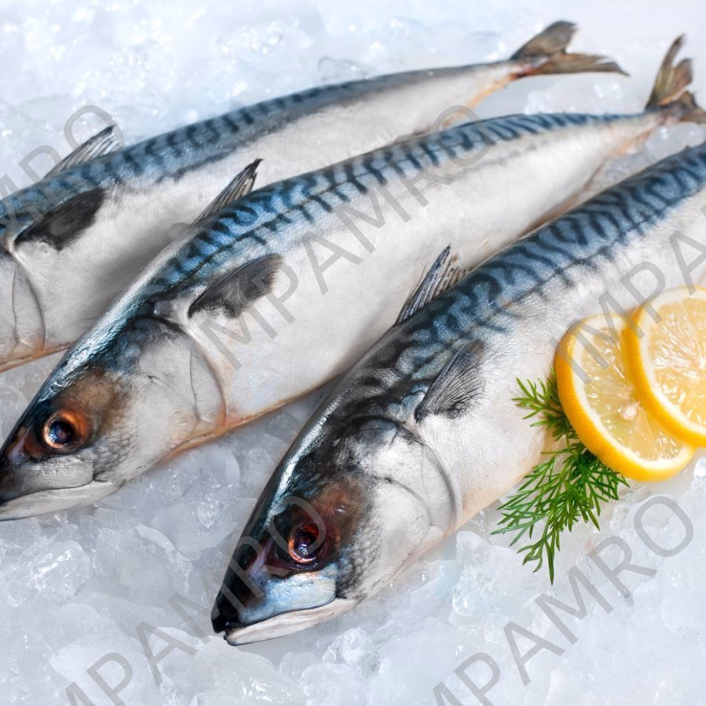 000728 MACKEREL HORSE FROZEN