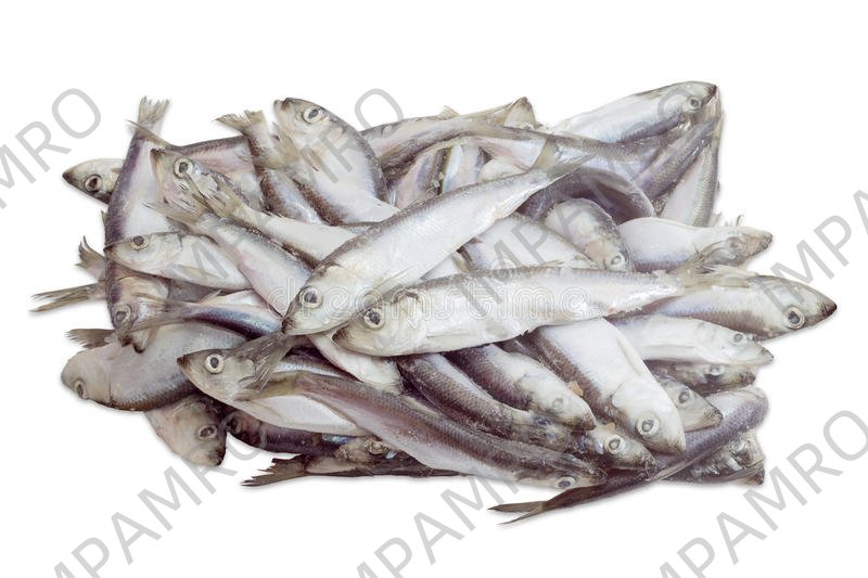 000721 HERRING FROZEN