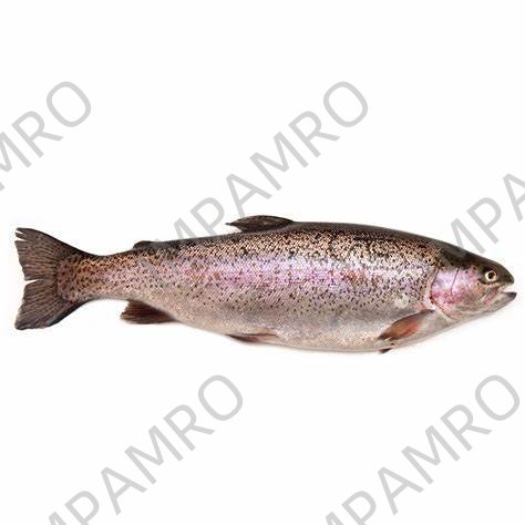 000743 RAINBOW TROUT FROZEN