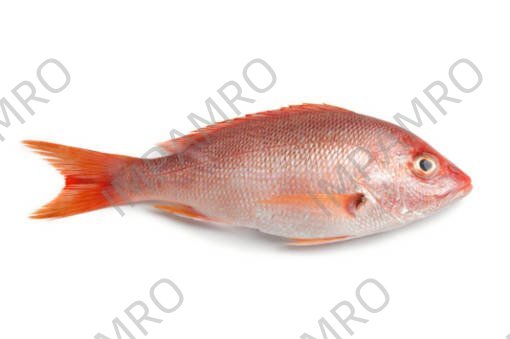 000754 SNAPPER RED LARGE FROZEN