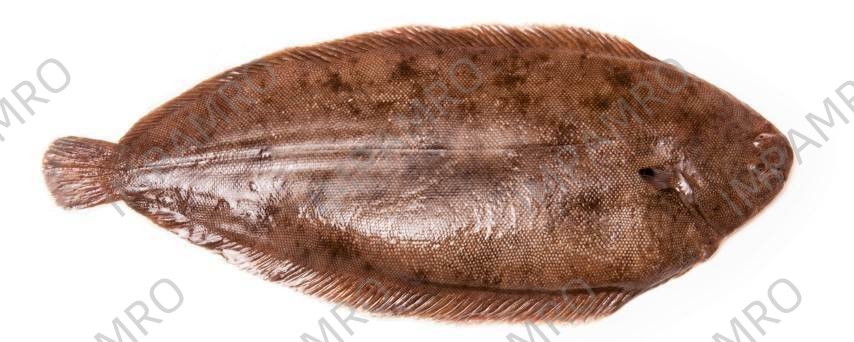 000758 SOLE FISH FROZEN