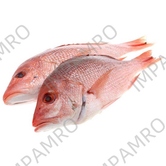 000753 SNAPPER RED SMALL FROZEN