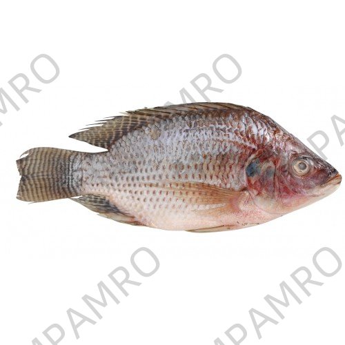 000790 TILAPIA FROZEN