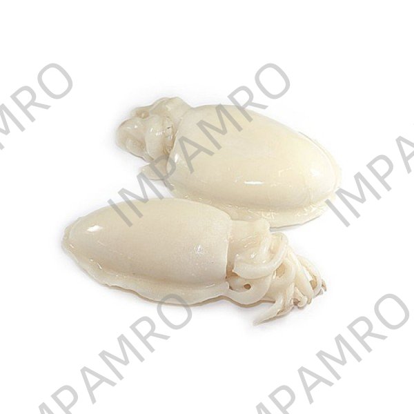 001152 SQUID (CUTTLE-FISH) FROZEN