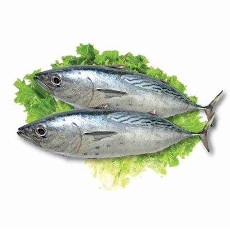 000704 - 鲣鱼（整条冷冻）