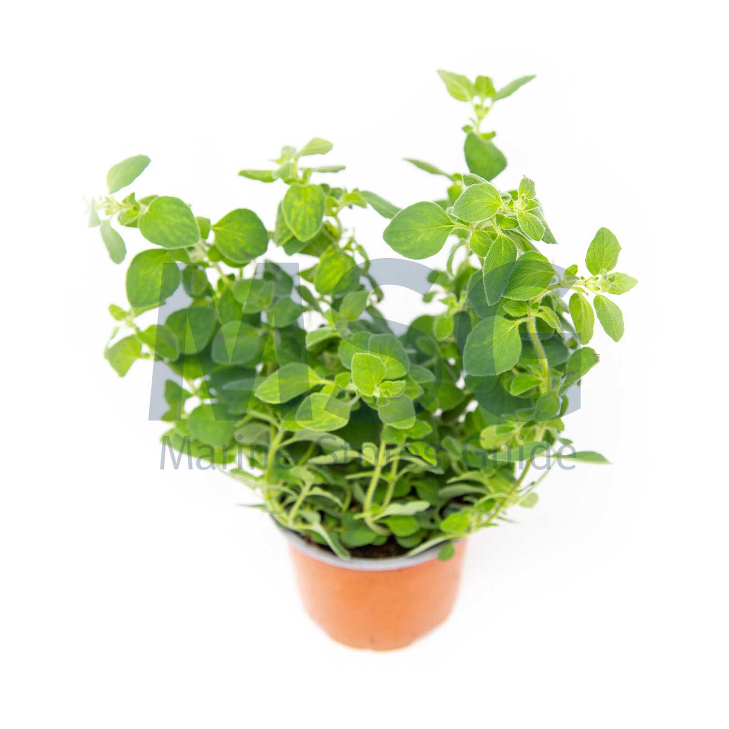 006470 OREGANO WHOLE