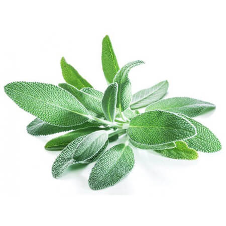 000180  SAGE FRESH