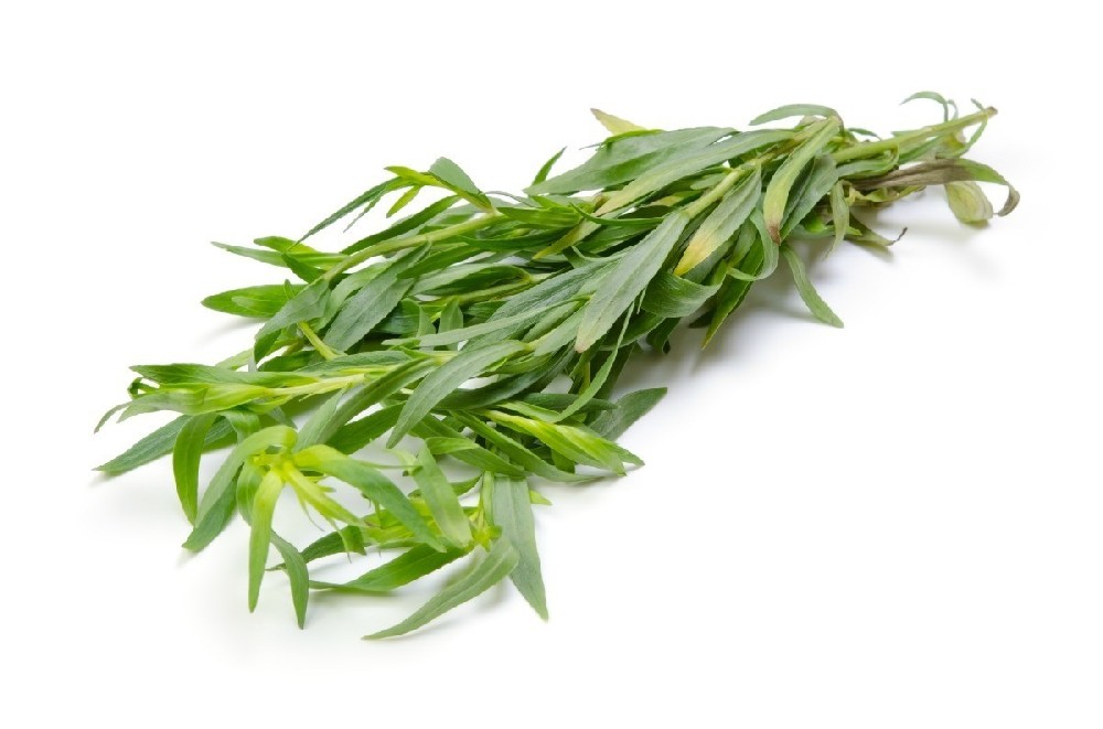 000185  TARRAGON (ESTRAGON) FRESH