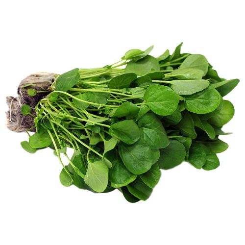 000194  WATERCRESS FRESH
