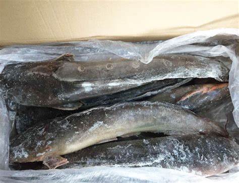 000705  CAT FISH FROZEN