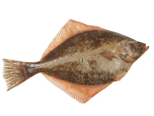 000713  FLOUNDER WHOLE FROZEN