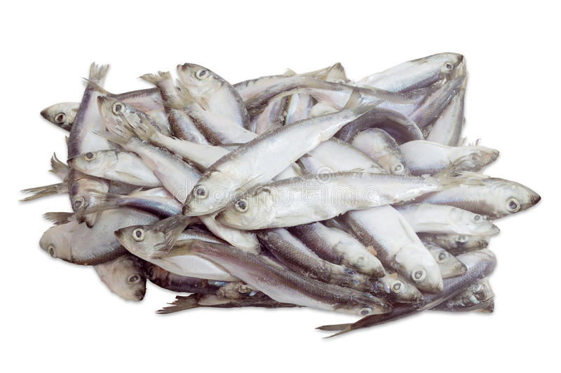 000721  HERRING FROZEN