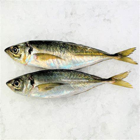 000727  MACKEREL HORSE FRESH