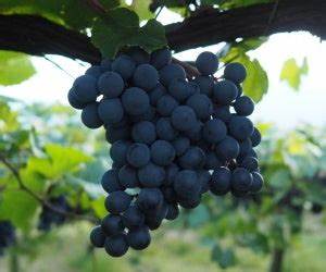000525 GRAPE BAILEY-A FRESH