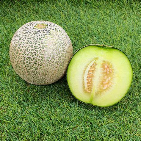 000549 MELON SWEET FANCY FRESH (ANDES AND SO ON)